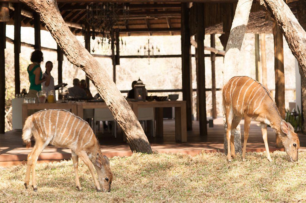 Moditlo River Lodge Hoedspruit Dış mekan fotoğraf