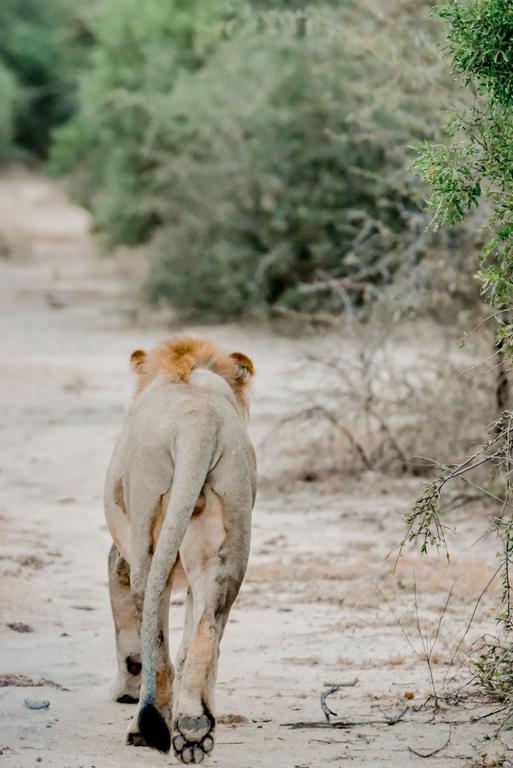 Moditlo River Lodge Hoedspruit Dış mekan fotoğraf